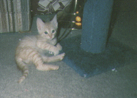 this is me as a kitten, aren't I cute?